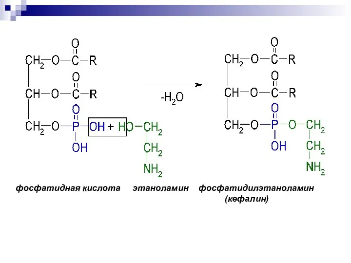 фосфатидная кислота этаноламин фосфатидилэтаноламин (кефалин)