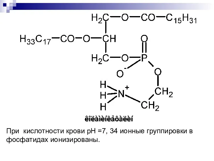 При кислотности крови рН =7, 34 ионные группировки в фосфатидах ионизированы.