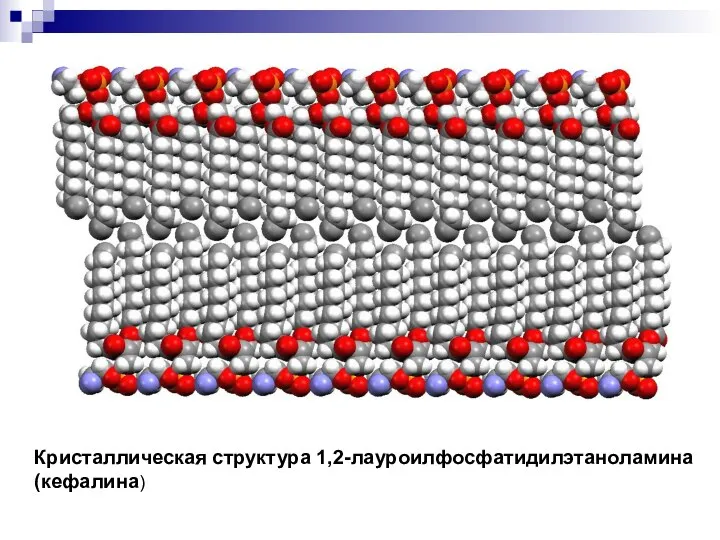 Кристаллическая структура 1,2-лауроилфосфатидилэтаноламина (кефалина)