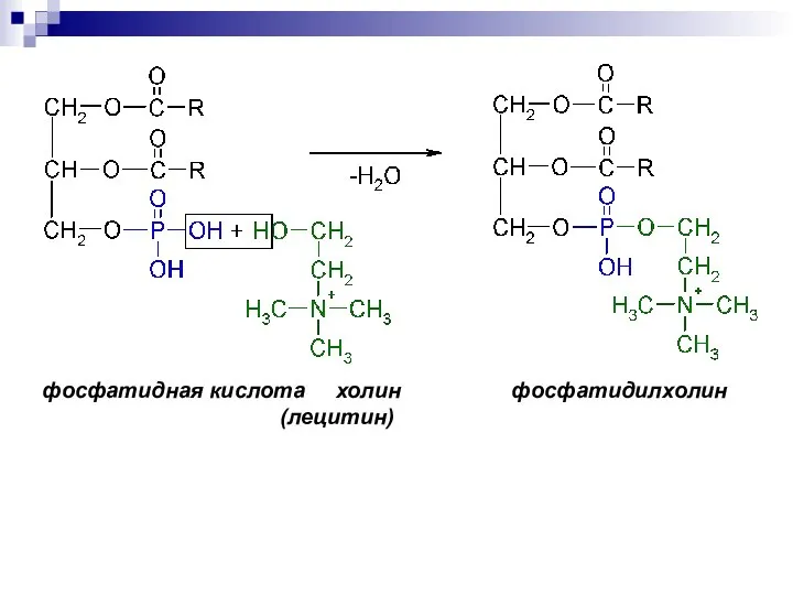 фосфатидная кислота холин фосфатидилхолин (лецитин)