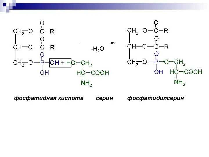 фосфатидная кислота серин фосфатидилсерин