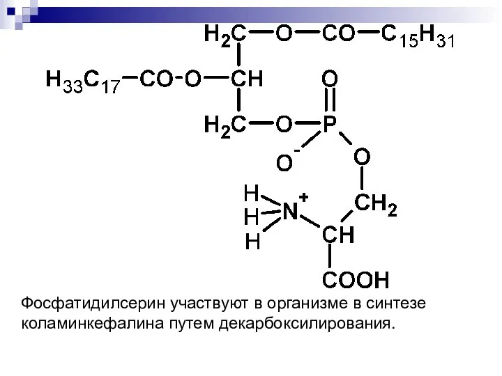 Фосфатидилсерин участвуют в организме в синтезе коламинкефалина путем декарбоксилирования.