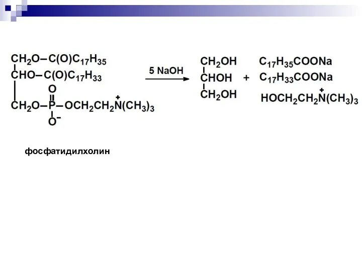 фосфатидилхолин