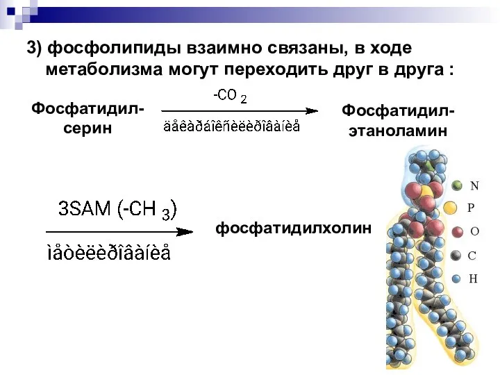 3) фосфолипиды взаимно связаны, в ходе метаболизма могут переходить друг в