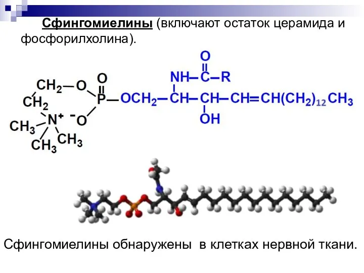 Сфингомиелины (включают остаток церамида и фосфорилхолина). Сфингомиелины обнаружены в клетках нервной ткани.