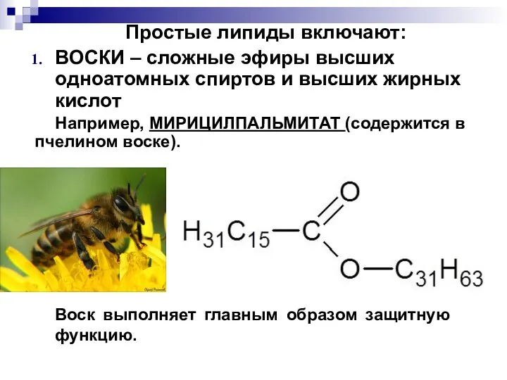 Простые липиды включают: ВОСКИ – сложные эфиры высших одноатомных спиртов и