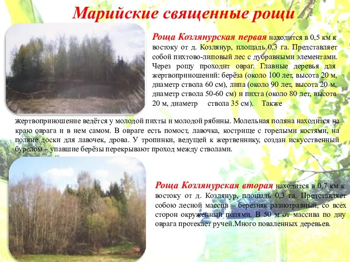 Марийские священные рощи Роща Козлянурская первая находится в 0,5 км к