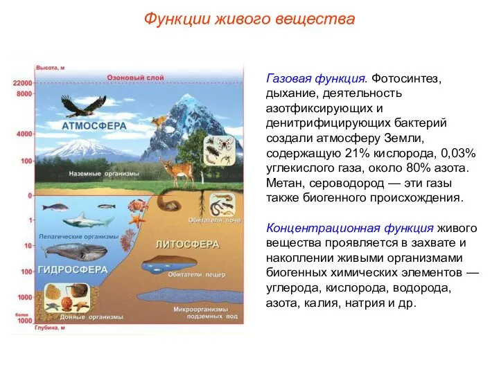 Функции живого вещества Газовая функция. Фотосинтез, дыхание, деятельность азотфиксирующих и денитрифицирующих