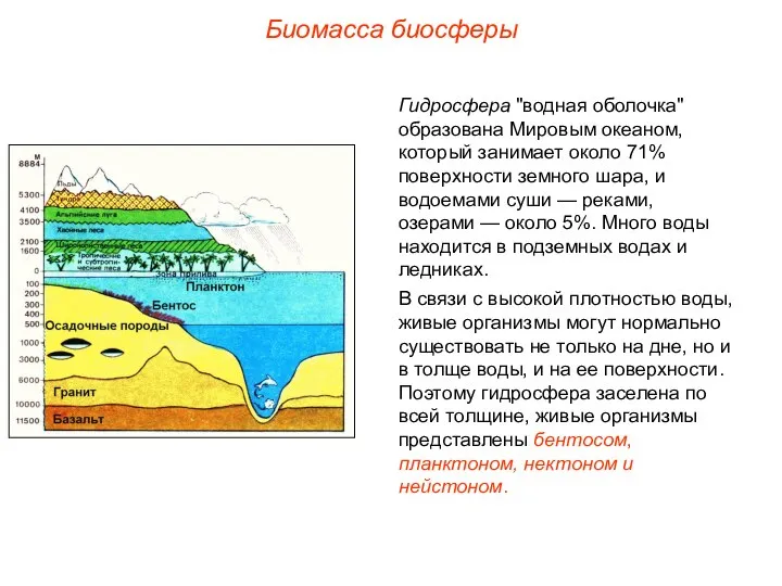 Биомасса биосферы Гидросфера "водная оболочка" образована Мировым океаном, который занимает около