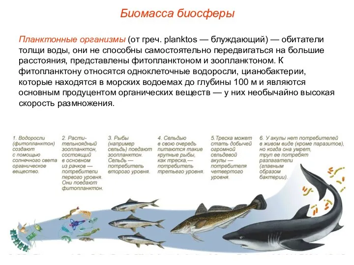 Биомасса биосферы Планктонные организмы (от греч. planktos — блуждающий) — обитатели