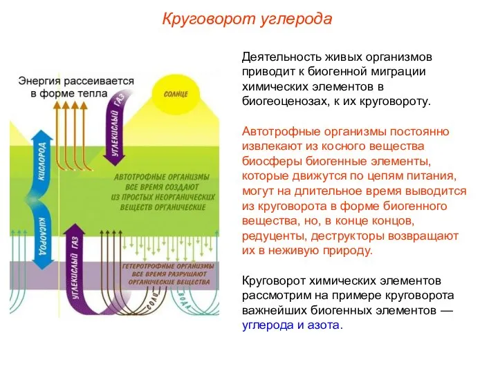 Деятельность живых организмов приводит к биогенной миграции химических элементов в биогеоценозах,