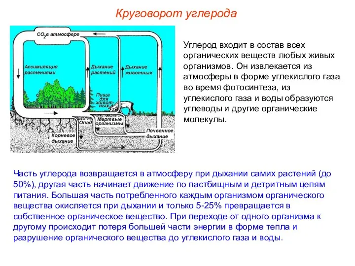 Углерод входит в состав всех органических веществ любых живых организмов. Он