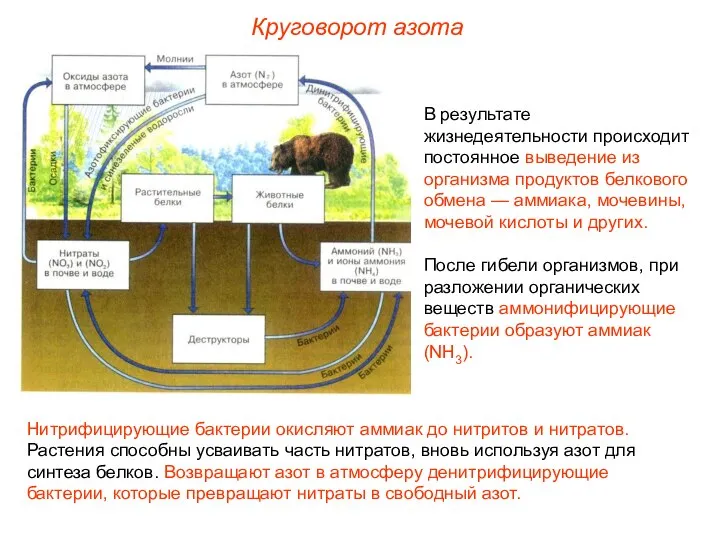 В результате жизнедеятельности происходит постоянное выведение из организма продуктов белкового обмена