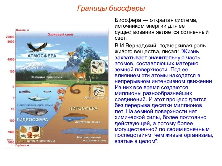 Границы биосферы Биосфера — открытая система, источником энергии для ее существования