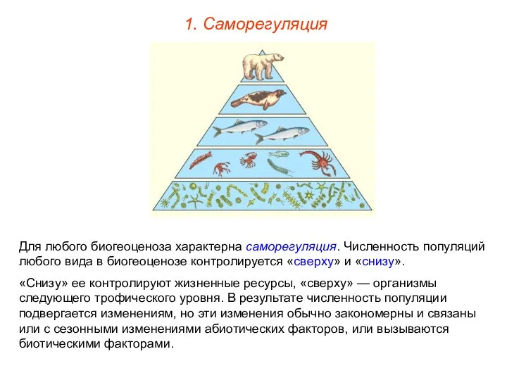 1. Саморегуляция Для любого биогеоценоза характерна саморегуляция. Численность популяций любого вида