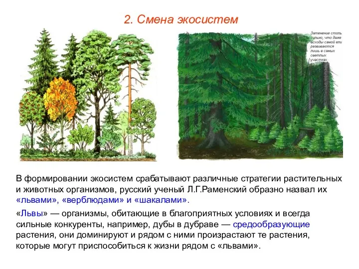 2. Смена экосистем В формировании экосистем срабатывают различные стратегии растительных и