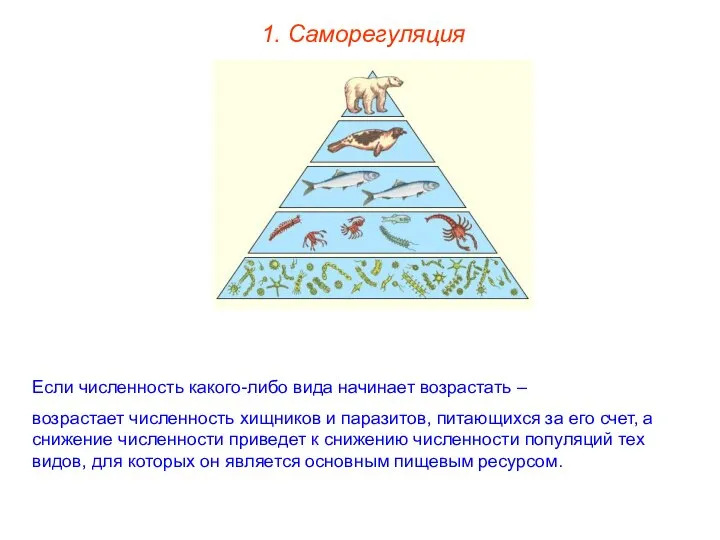 1. Саморегуляция Если численность какого-либо вида начинает возрастать – возрастает численность