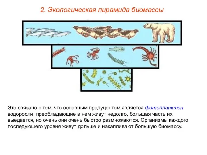 2. Экологическая пирамида биомассы Это связано с тем, что основным продуцентом