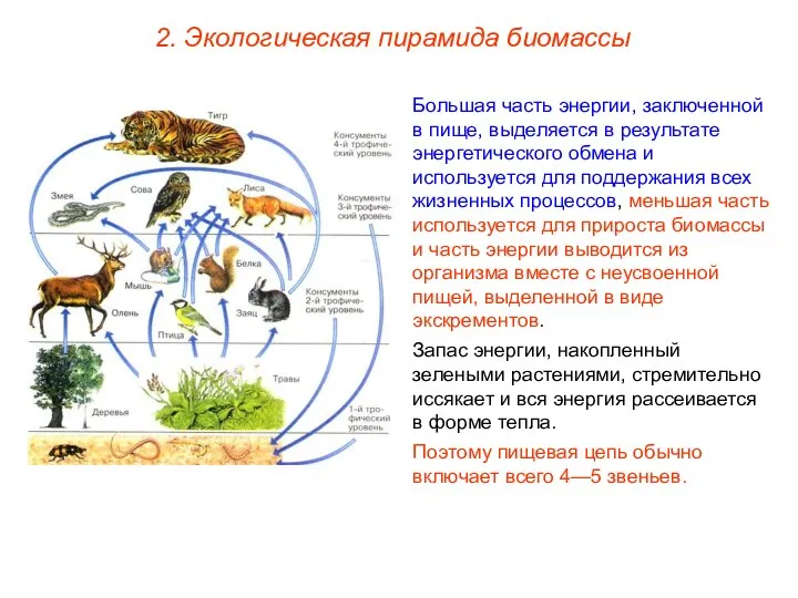 2. Экологическая пирамида биомассы Большая часть энергии, заключенной в пище, выделяется