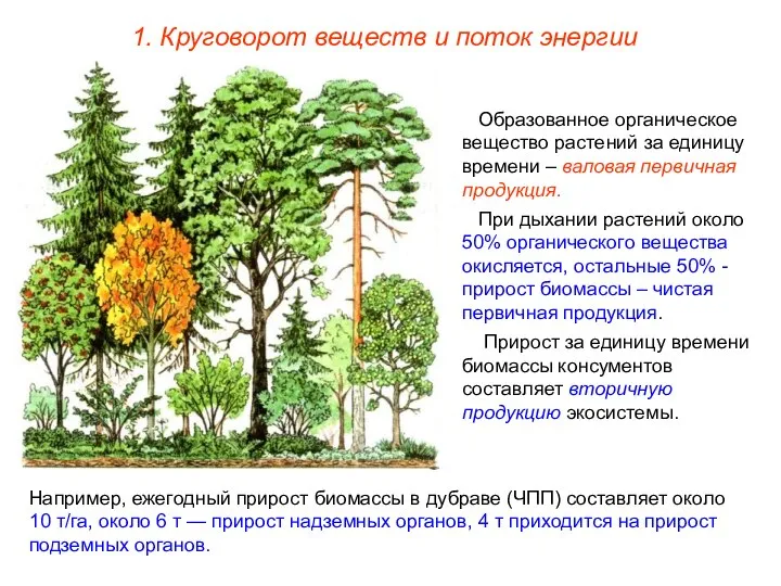 1. Круговорот веществ и поток энергии Образованное органическое вещество растений за