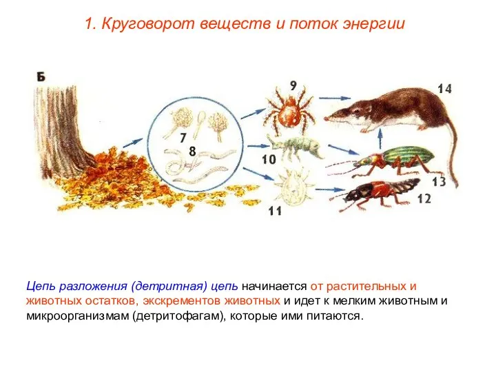 1. Круговорот веществ и поток энергии Цепь разложения (детритная) цепь начинается