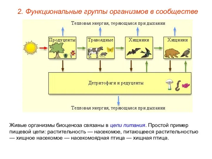 2. Функциональные группы организмов в сообществе Живые организмы биоценоза связаны в