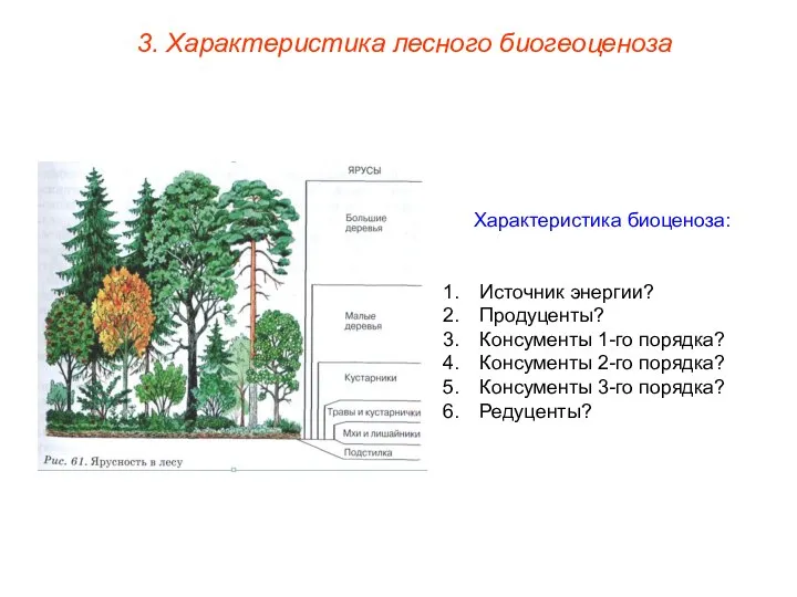 3. Характеристика лесного биогеоценоза Характеристика биоценоза: Источник энергии? Продуценты? Консументы 1-го