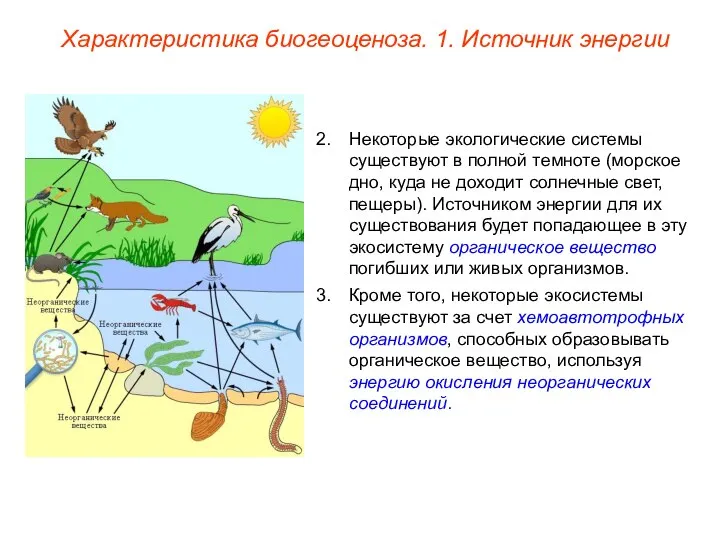 Некоторые экологические системы существуют в полной темноте (морское дно, куда не