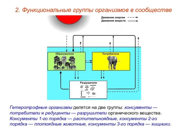 2. Функциональные группы организмов в сообществе Гетеротрофные организмы делятся на две