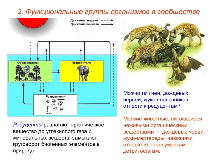 2. Функциональные группы организмов в сообществе Редуценты разлагают органическое вещество до