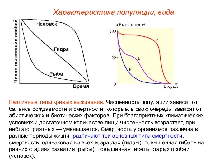 Различные типы кривых выживания. Численность популяции зависит от баланса рождаемости и