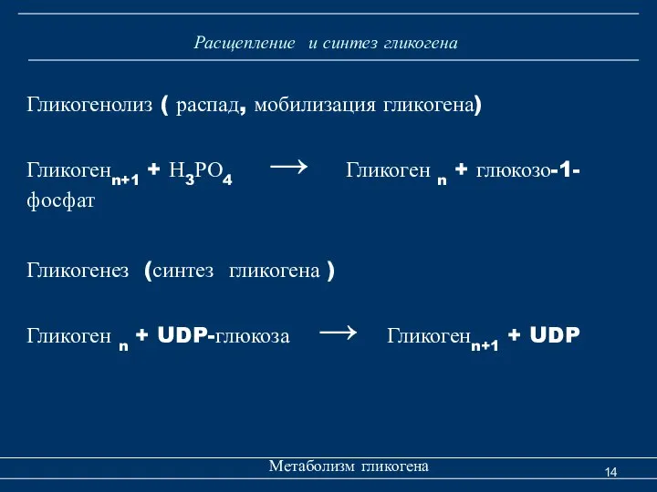 Расщепление и синтез гликогена Метаболизм гликогена Гликогенолиз ( распад, мобилизация гликогена)