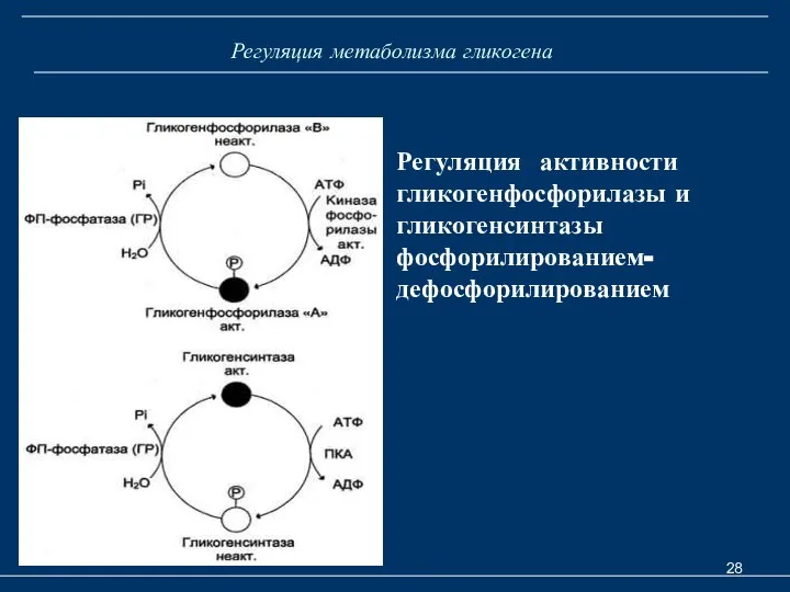 Регуляция метаболизма гликогена Регуляция активности гликогенфосфорилазы и гликогенсинтазы фосфорилированием- дефосфорилированием