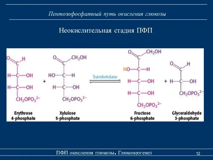 Пентозофосфатный путь окисления глюкозы ПФП окисления глюкозы. Глюконеогенез Неокислительная стадия ПФП