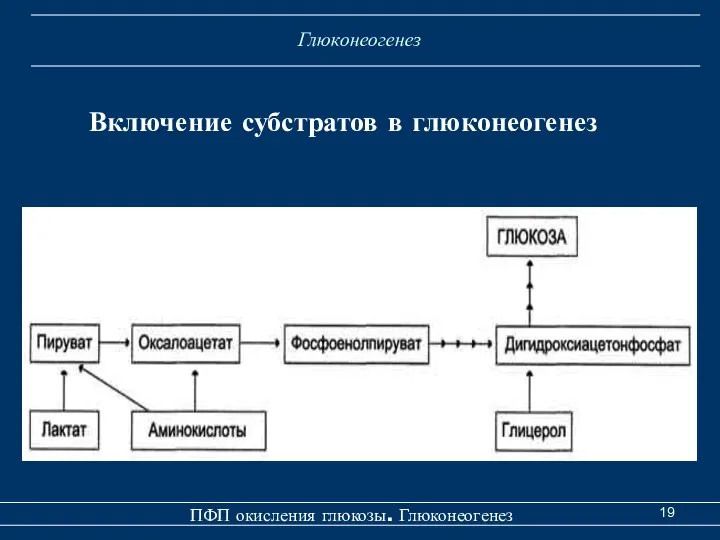 Глюконеогенез ПФП окисления глюкозы. Глюконеогенез Включение субстратов в глюконеогенез