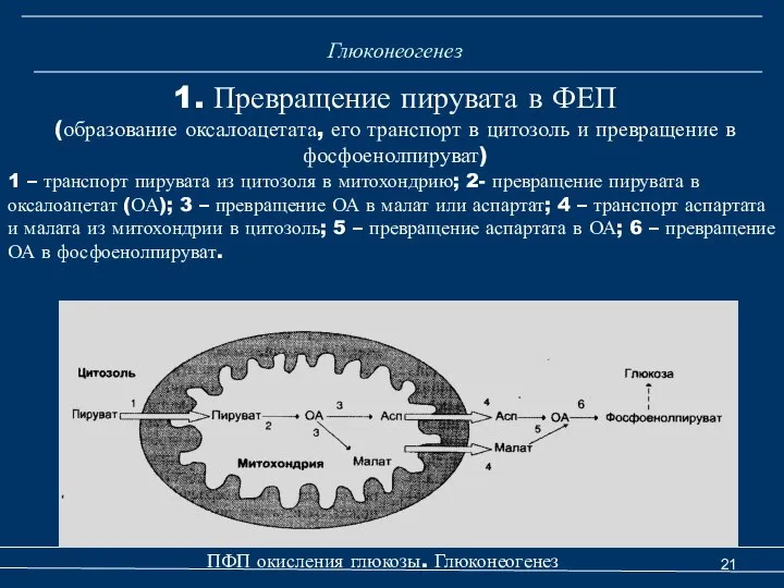 Глюконеогенез 1. Превращение пирувата в ФЕП (образование оксалоацетата, его транспорт в