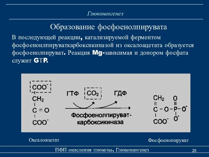 Глюконеогенез Образование фосфоенолпирувата В последующей реакции, катализируемой ферментом фосфоеноилпируваткарбоксикиназой из оксалоацетата