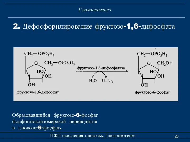 Глюконеогенез 2. Дефосфорилирование фруктозо-1,6-дифосфата ПФП окисления глюкозы. Глюконеогенез Образовавшийся фруктозо-6-фосфат фосфоглюкоизомеразой переводится в глюкозо-6-фосфат.