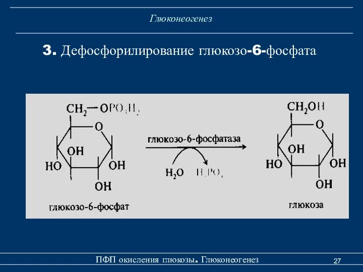 Глюконеогенез 3. Дефосфорилирование глюкозо-6-фосфата ПФП окисления глюкозы. Глюконеогенез