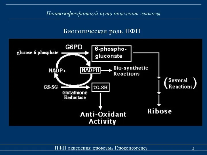 Пентозофосфатный путь окисления глюкозы ПФП окисления глюкозы. Глюконеогенез Биологическая роль ПФП