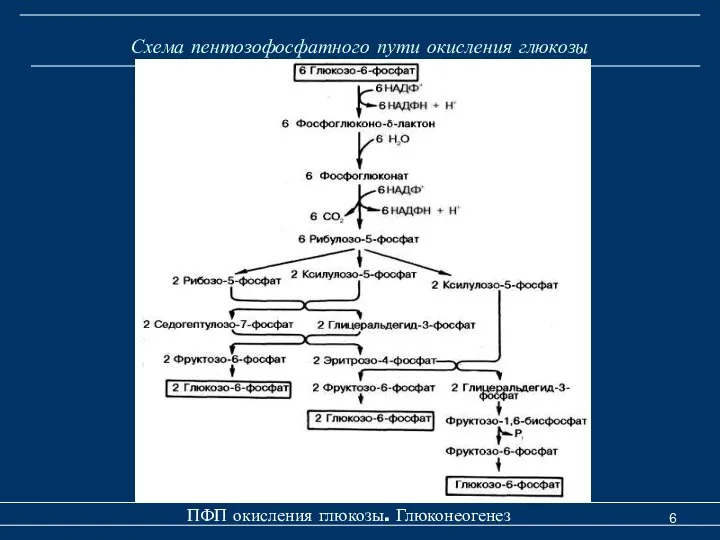 Схема пентозофосфатного пути окисления глюкозы ПФП окисления глюкозы. Глюконеогенез