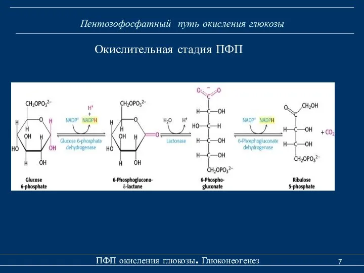 Пентозофосфатный путь окисления глюкозы ПФП окисления глюкозы. Глюконеогенез Окислительная стадия ПФП