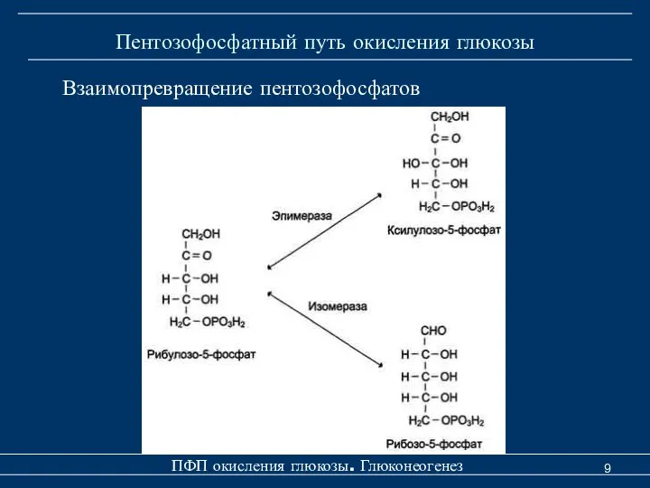 Пентозофосфатный путь окисления глюкозы ПФП окисления глюкозы. Глюконеогенез Взаимопревращение пентозофосфатов