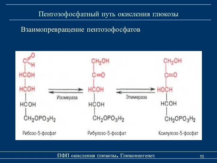 Пентозофосфатный путь окисления глюкозы ПФП окисления глюкозы. Глюконеогенез Взаимопревращение пентозофосфатов