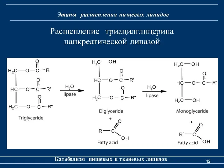 Этапы расщепления пищевых липидов Катаболизм пищевых и тканевых липидов Расщепление триацилглицерина панкреатической липазой