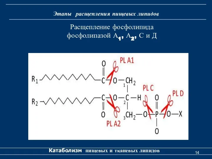 Этапы расщепления пищевых липидов Катаболизм пищевых и тканевых липидов Расщепление фосфолипида