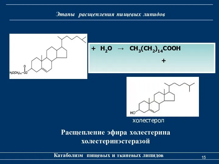 Этапы расщепления пищевых липидов Катаболизм пищевых и тканевых липидов Расщепление эфира