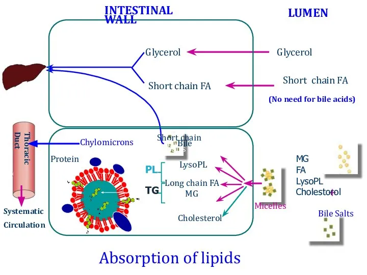 Absorption of lipids + Bile Salts Micelles Bile Salts Cholesterol LysoPL