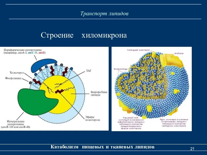 Транспорт липидов Катаболизм пищевых и тканевых липидов Строение хиломикрона