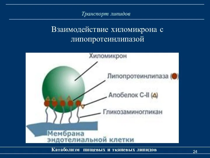 Транспорт липидов Катаболизм пищевых и тканевых липидов Взаимодействие хиломикрона с липопротеинлипазой